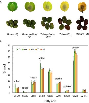 Transcriptomic and lipidomic analysis of the differential pathway contribution to the incorporation of erucic acid to triacylglycerol during Pennycress seed maturation